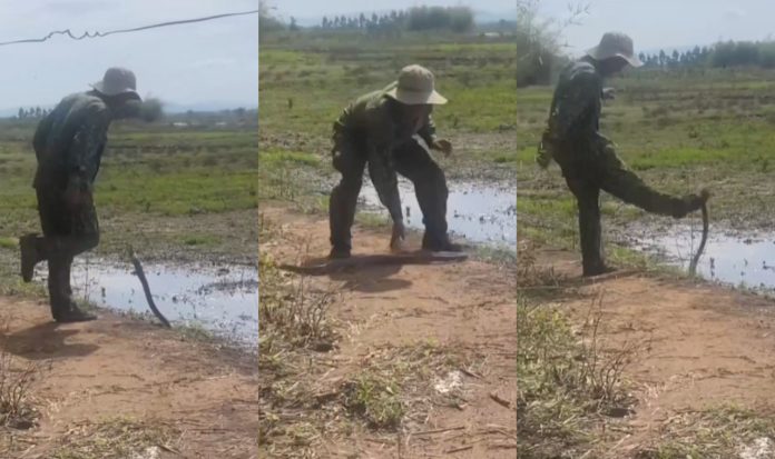 Snake Vs Man