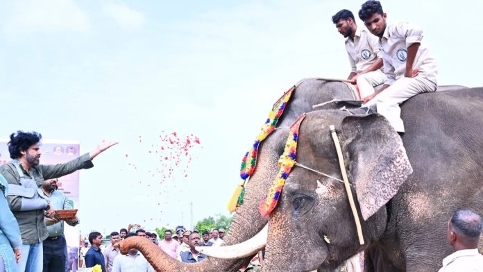 kumki elephants
