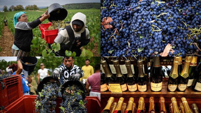 French wine industry faces historic lows due to climate change, with production hitting