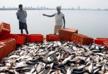 Bihar : బీహార్ లోకి నేపాల్ చేపలు.. ప్రభుత్వం కీలక హెచ్చరికలు!