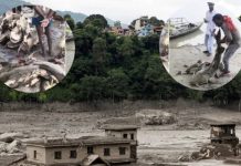 Nepal Fish: నేపాల్ వరదల్లో కొట్టుకొచ్చిన 100 కిలోల చేప.. అసలు దీనిని ఎందుకు తినొద్దంటున్నారు?